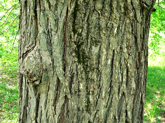 {Ulmus americana}